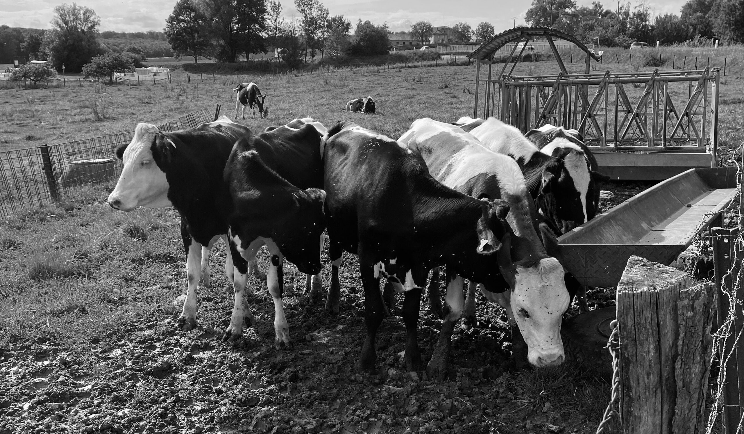 Kuhgruppe, Straßburg