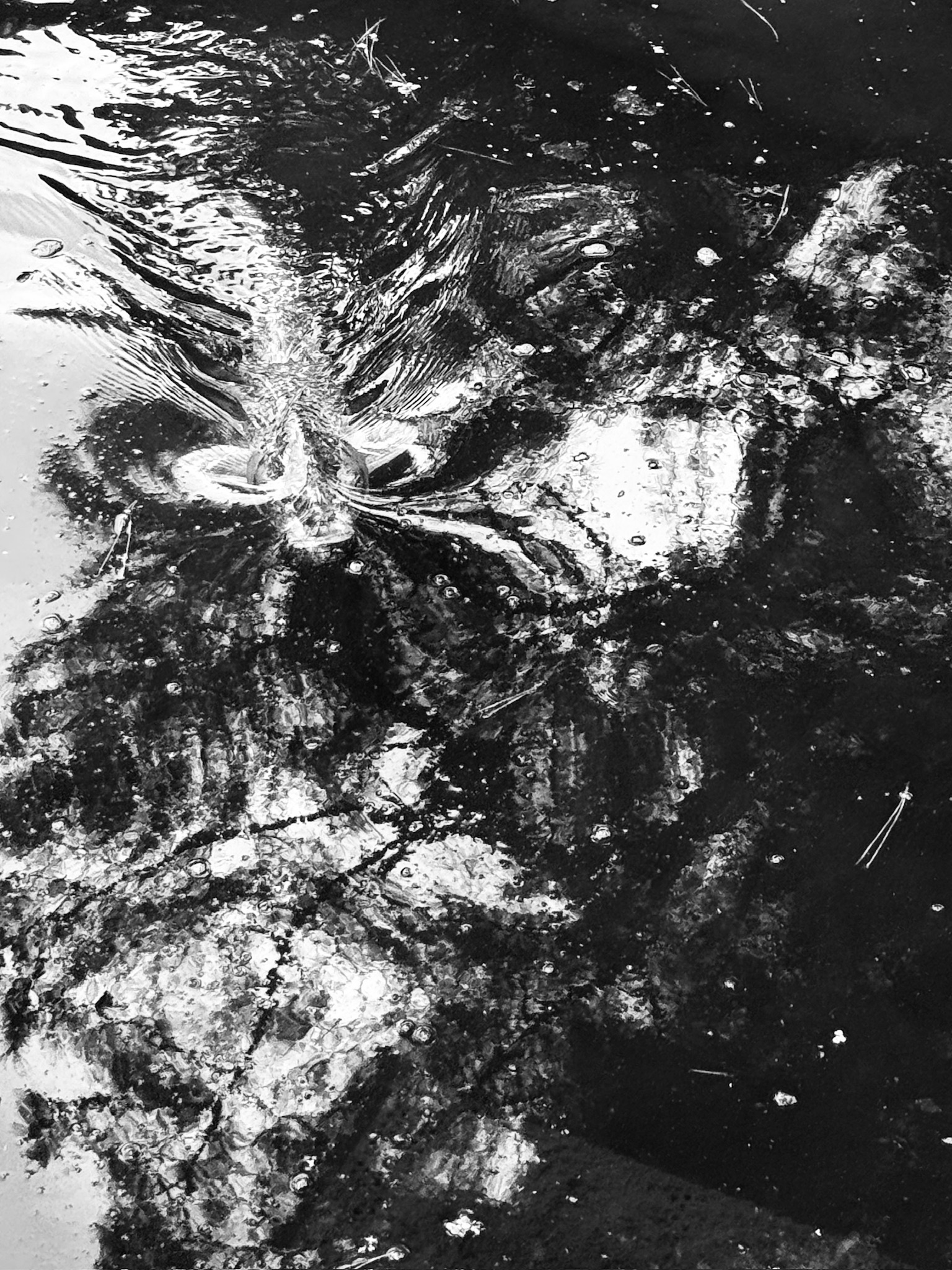 Fisch im Wasser, Nara